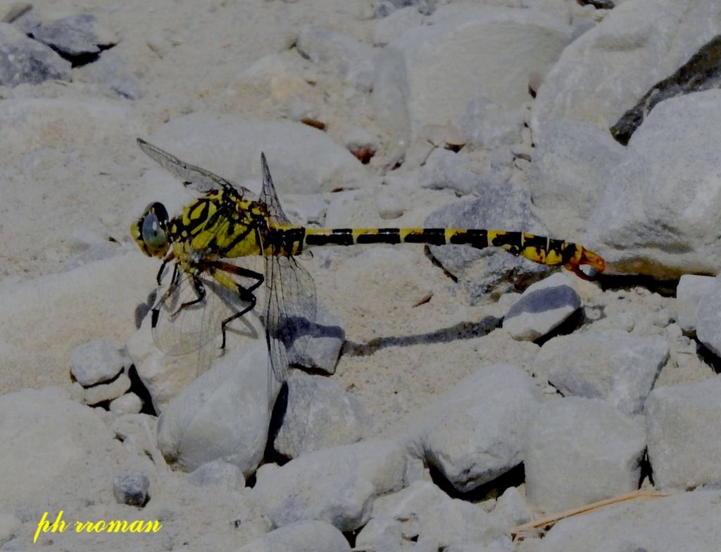Onychogomphus forcipatus unguiculatus